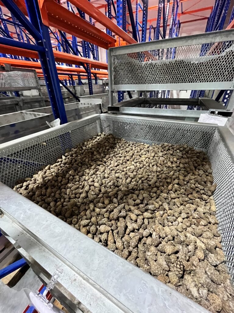 kankorėžių aižykla