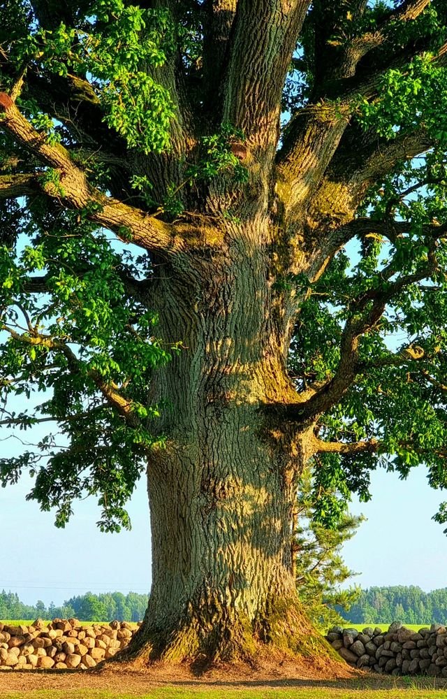 Daugiau nei botanika: kodėl Žemaitijos milžinas nusipelnė Europos karūnos 2 medžiu rinkimai
