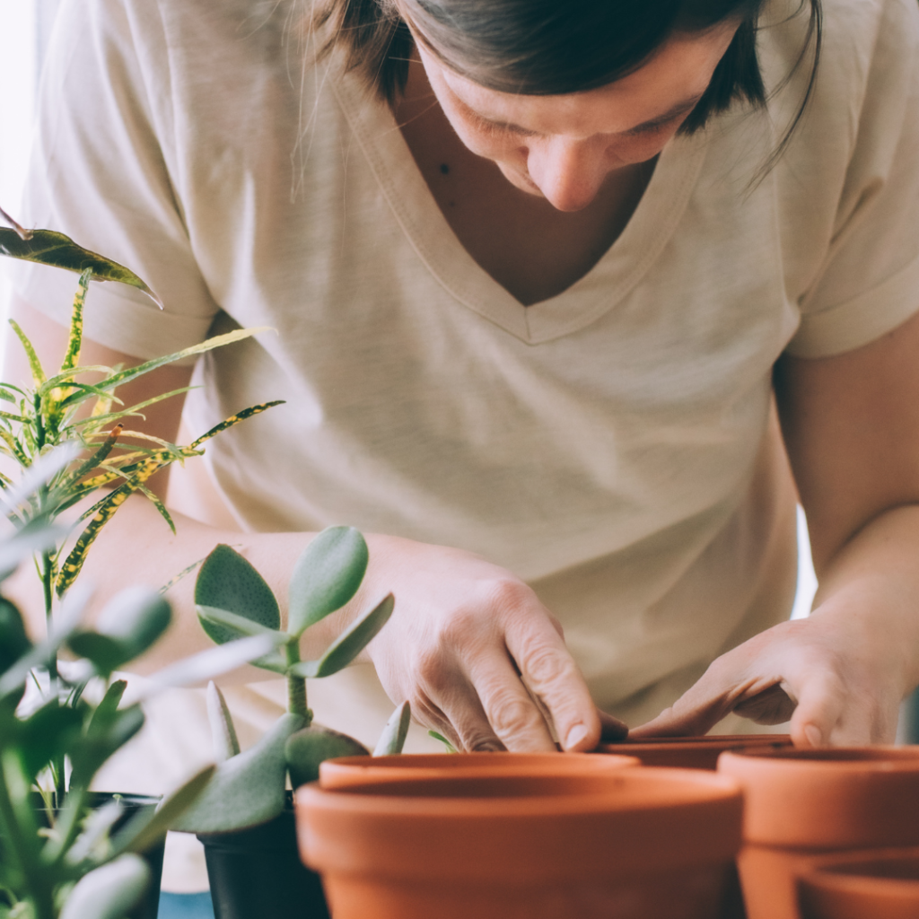 Kambarinių augalų priežiūra