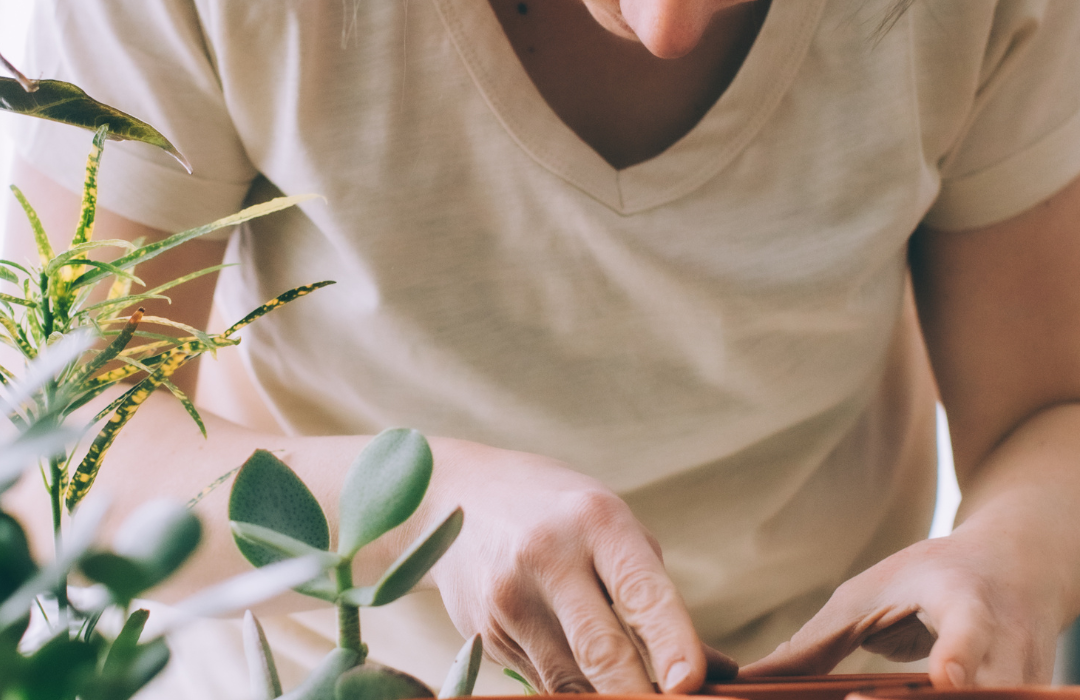 Kambarinių augalų priežiūra