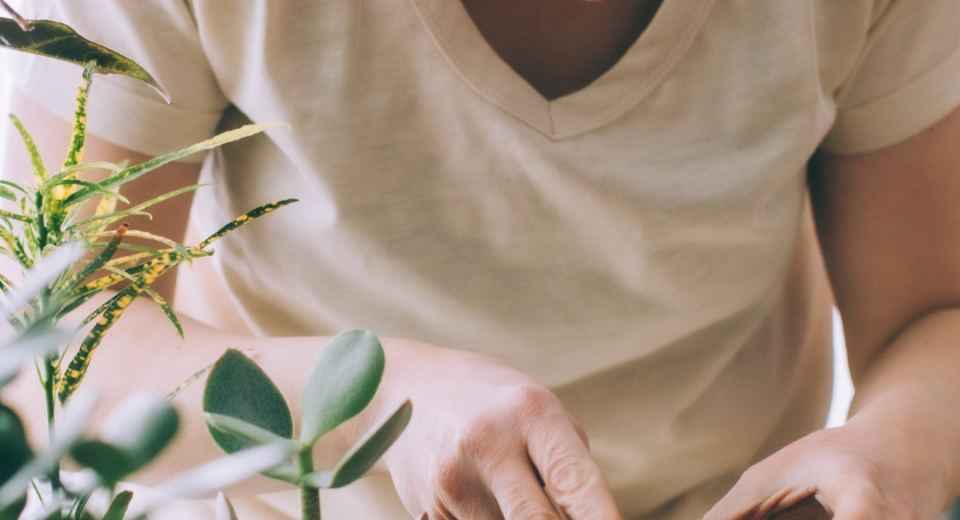 Kambarinių augalų priežiūra