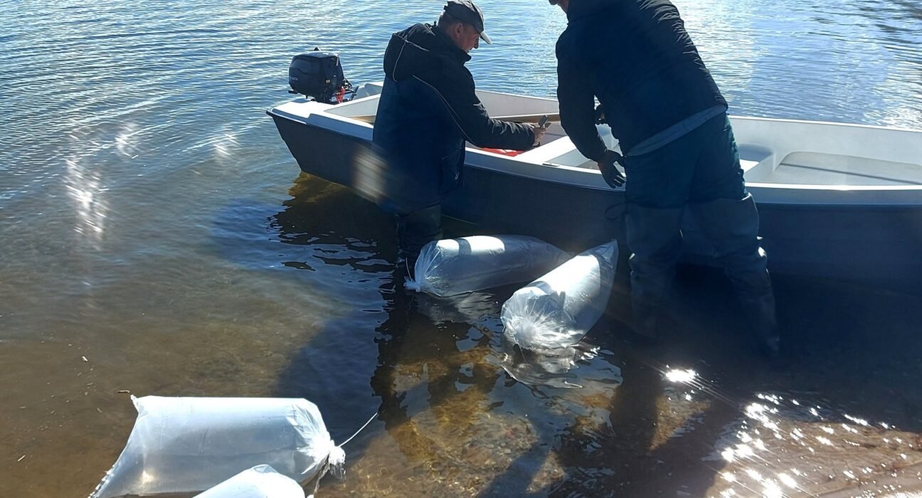 Žuvų išteklių stiprinimui – 300 tūkst. eurų: didesnis dėmesys plėšriųjų žuvų įveisimui Lietuvos vandenyse 1 žuvų įveisimui
