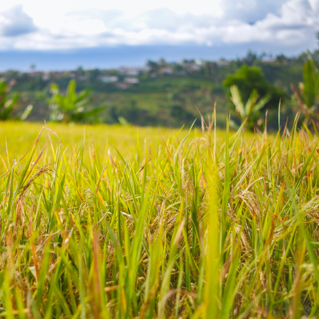 draudimas gali tapti išsigelbėjimu