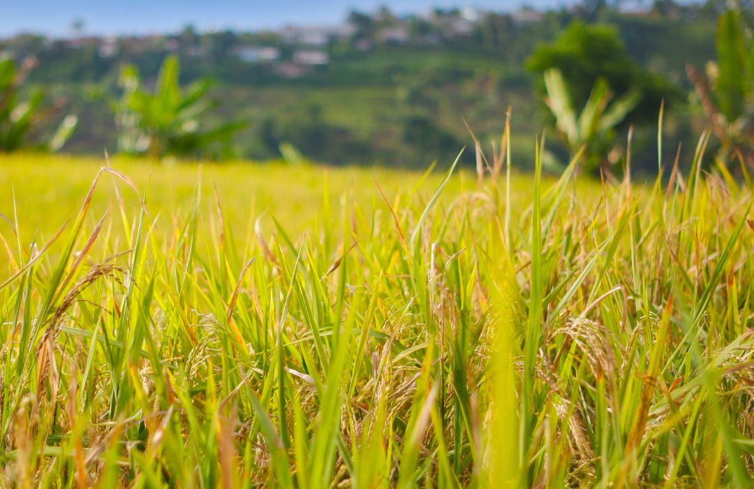 draudimas gali tapti išsigelbėjimu