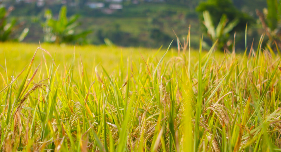 draudimas gali tapti išsigelbėjimu