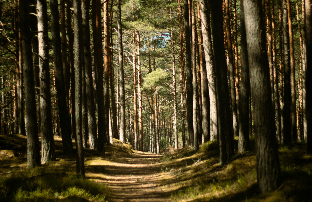 stipendija miškininkam