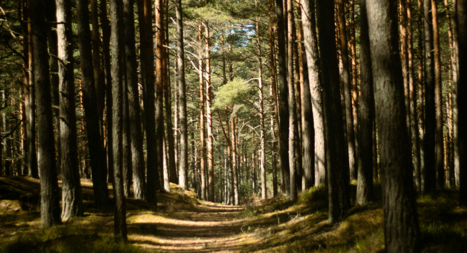 stipendija miškininkam