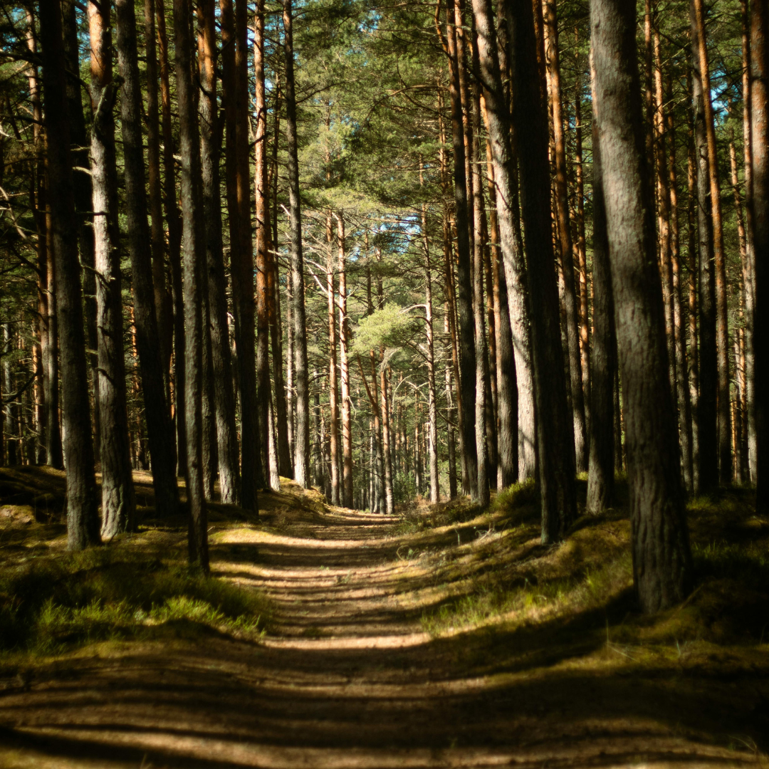 stipendija miškininkam