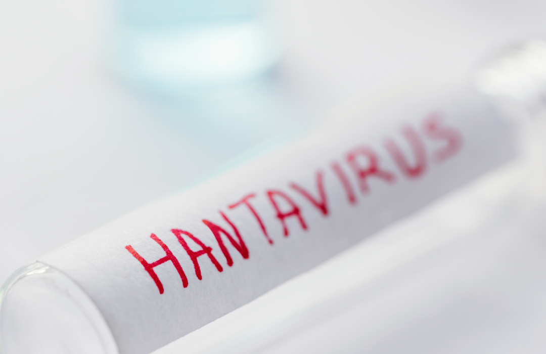Hantavirusas: reta, tačiau pavojinga infekcija, kurios plitimą skatina žmogaus artėjimas prie laukinės gamtos 1 hantavirusas