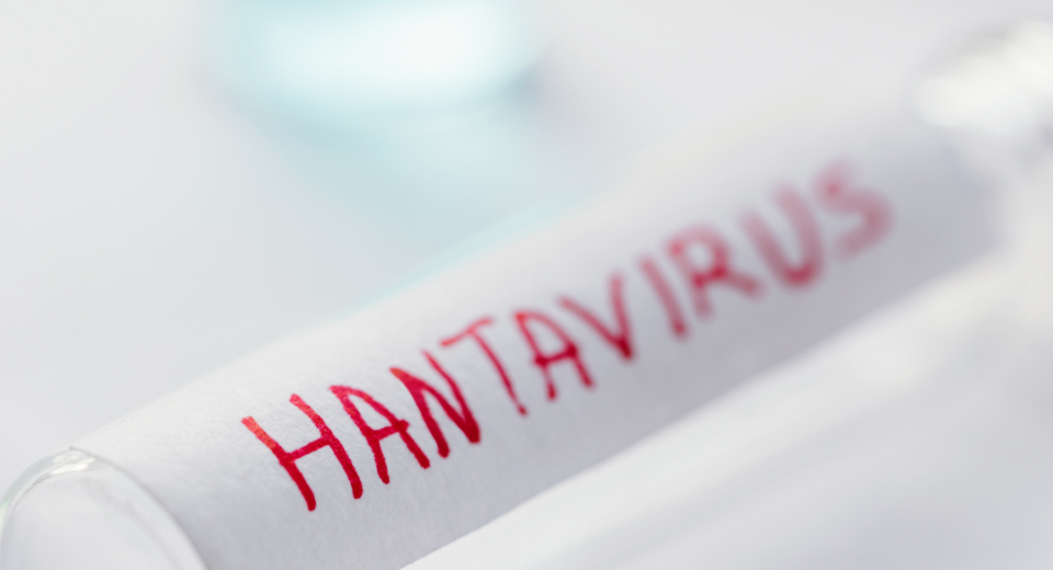 Hantavirusas: reta, tačiau pavojinga infekcija, kurios plitimą skatina žmogaus artėjimas prie laukinės gamtos 2 hantavirusas